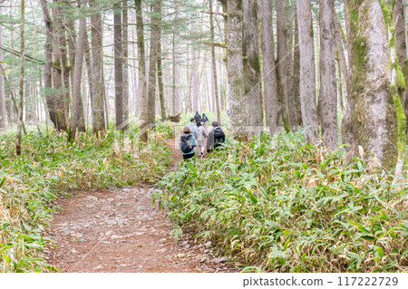 Early summer on the Kamikochi Nature Trail: Early morning forest bathing walk from Taisho Pond to Tashiro Pond 117222729