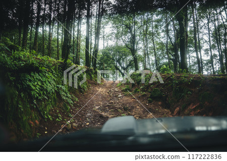 A path in a natural pine forest A path in a natural pine forest 117222836