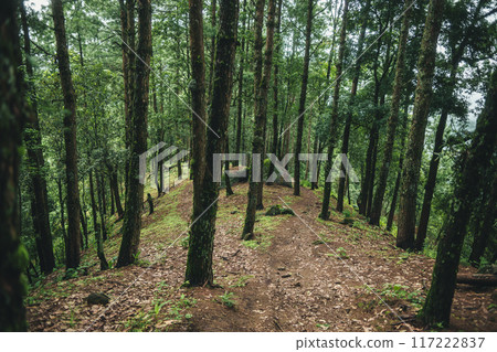 A path in a natural pine forest A path in a natural pine forest 117222837