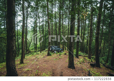 A path in a natural pine forest A path in a natural pine forest 117222838