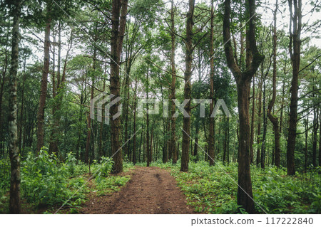A path in a natural pine forest A path in a natural pine forest 117222840