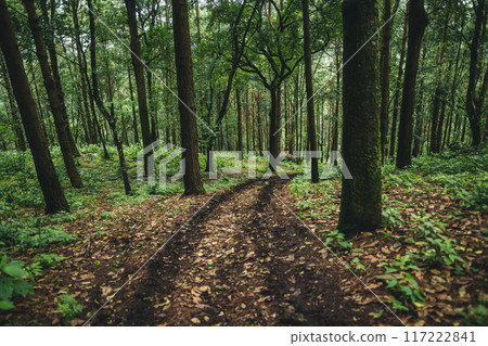 A path in a natural pine forest A path in a natural pine forest 117222841