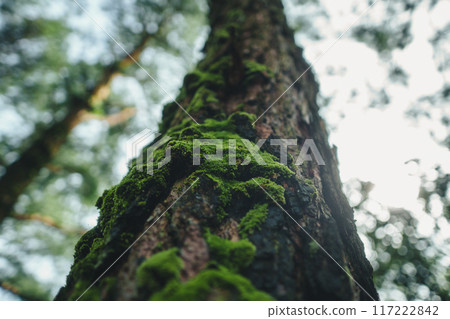 Green moss on trees in the forest Green moss on trees in the forest 117222842