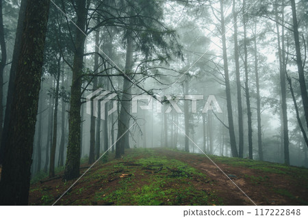 Road in a pine forest and morning fog,Path in the natural forest 117222848