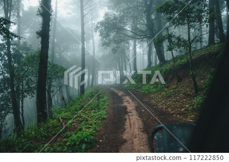 Road in a pine forest and morning fog,Path in the natural forest 117222850