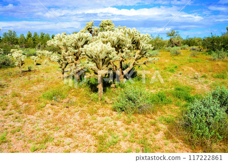 Cholla cactus, Sonora Desert, Mid Spring Cholla cactus, Sonora Desert, Mid Spring 117222861