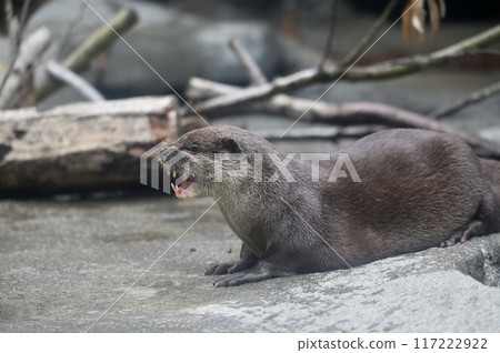 兇猛的小爪水獺，尖銳的牙齒，多摩動物公園 117222922