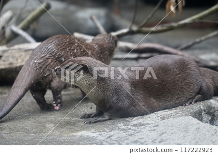 兩隻小爪水獺 多摩動物公園 117222923
