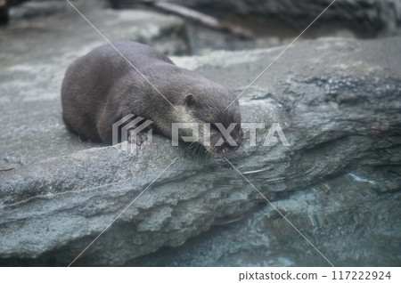 小爪水獺多摩動物公園 117222924