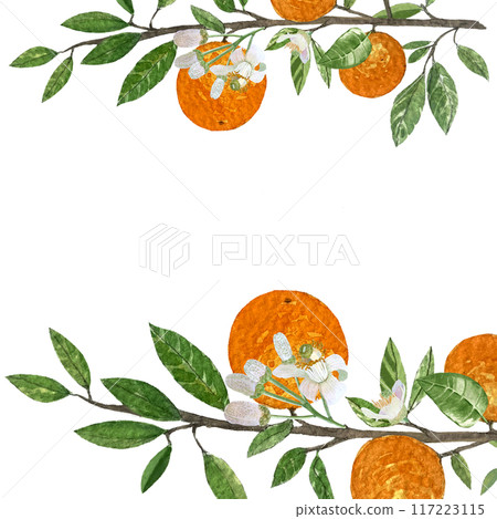 Orange fruit branches with leafs and flowers watercolor frame isolated on white background. High quality hand drawn art for food design, packages, restaurant menu, cards, organic food, label, logo Orange fruit branches with leafs and flowers watercolor frame isolated on white background. High quality hand drawn art for food design, packages, restaurant menu, cards, organic food, label, logo 117223115