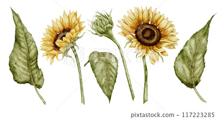 Sunflowers watercolor clip art set. Drawing of autumn Flowers and leaves on isolated background for harvest festival greeting cards and floral invitations. Blooming fall plants for oil production. Sunflowers watercolor clip art set. Drawing of autumn Flowers and leaves on isolated background for harvest festival greeting cards and floral invitations. Blooming fall plants for oil production. 117223285