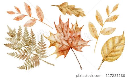 Autumn watercolor leaves on isolated background. Drawing of fall dried plants with oak and maple leaf and fern for harvest festival or thanksgiving greeting card or invitation. Illustration of branch 117223288