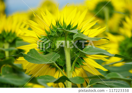 Sunflower's back view (Hokuryu Sunflower Village) 117223338