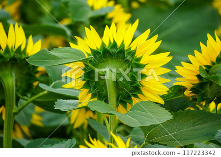 Sunflower's back view (Hokuryu Sunflower Village) 117223342
