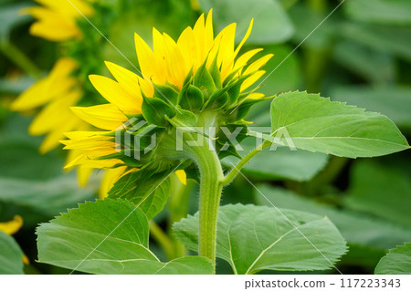 Sunflower's back view (Hokuryu Sunflower Village) 117223343