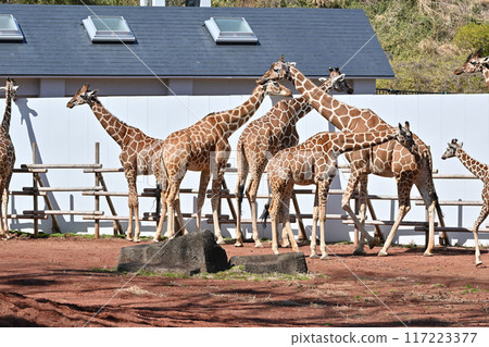 Kirin Tama Zoo 117223377
