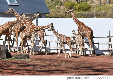 Kirin Tama Zoo 117223378