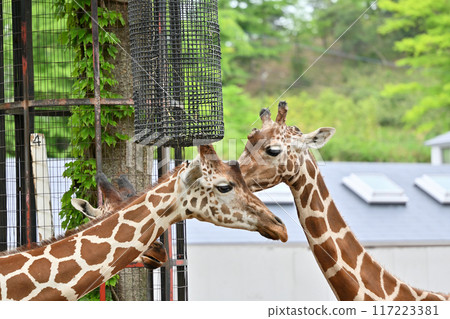 Kirin Tama Zoo Kirin Tama Zoo 117223381