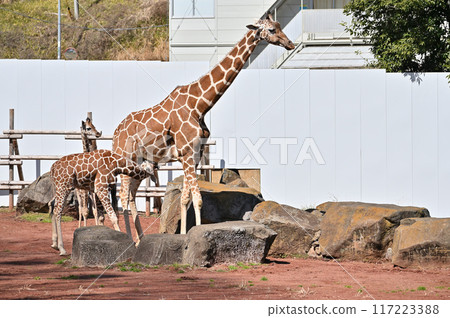 Kirin Tama Zoo Kirin Tama Zoo 117223388