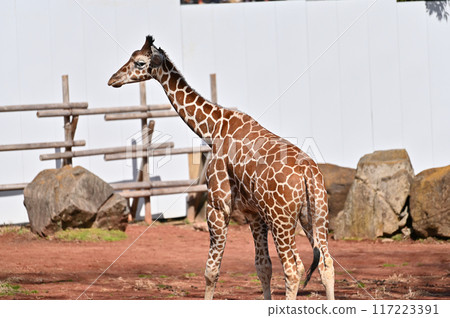 Kirin Tama Zoo 117223391