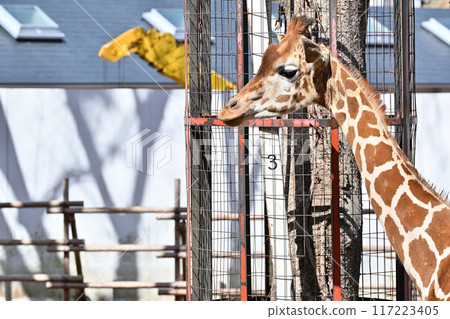 Close-up of a giraffe at Tama Zoo Close-up of a giraffe at Tama Zoo 117223405