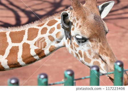 Close-up of a giraffe at Tama Zoo Close-up of a giraffe at Tama Zoo 117223406