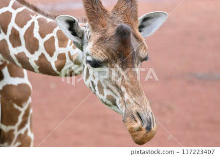 長頸鹿多摩動物園特寫 長頸鹿多摩動物園特寫 117223407