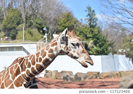 Close-up of a giraffe at Tama Zoo 117223408