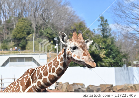 長頸鹿多摩動物園特寫 117223409