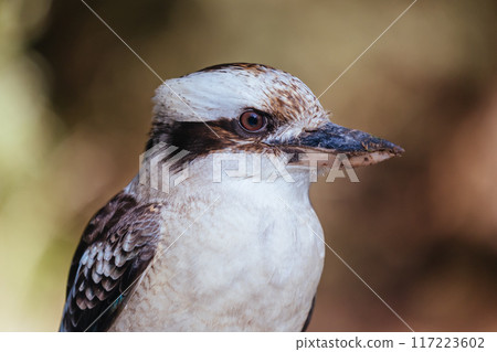 Kookaburra in Blackwood in Australia 117223602