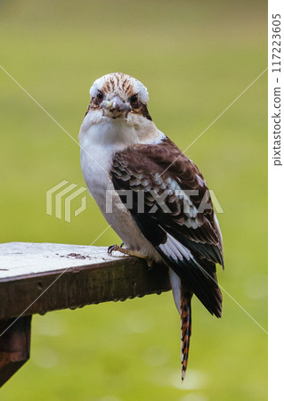 Kookaburra in Blackwood in Australia Kookaburra in Blackwood in Australia 117223605
