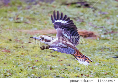 Kookaburra in Blackwood in Australia Kookaburra in Blackwood in Australia 117223607