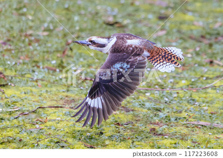 Kookaburra in Blackwood in Australia Kookaburra in Blackwood in Australia 117223608