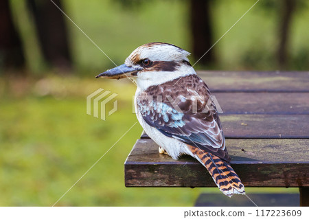Kookaburra in Blackwood in Australia Kookaburra in Blackwood in Australia 117223609