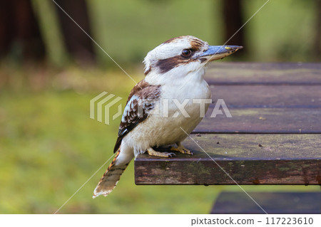 Kookaburra in Blackwood in Australia 117223610