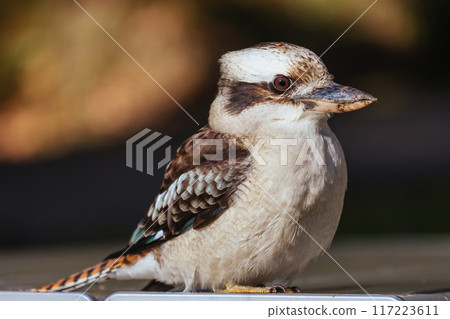 Kookaburra in Blackwood in Australia Kookaburra in Blackwood in Australia 117223611