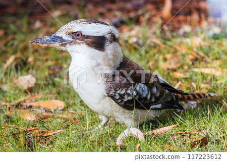 Kookaburra in Blackwood in Australia Kookaburra in Blackwood in Australia 117223612
