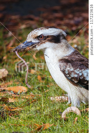 Kookaburra in Blackwood in Australia 117223616