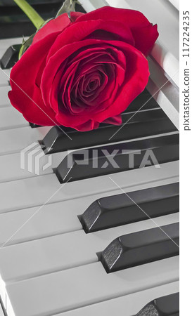 Big red rose lies on piano keyboard. Holiday concept. Gift Big red rose lies on piano keyboard. Holiday concept. Gift 117224235