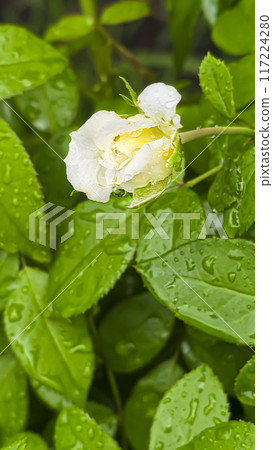 Heavy rain on a summer day. Wet drops on the branches. Wet plants Heavy rain on a summer day. Wet drops on the branches. Wet plants 117224280