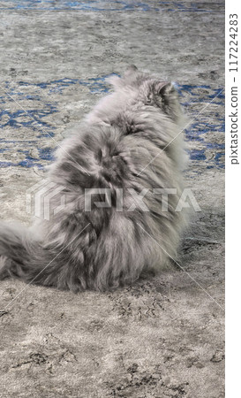 Gray fluffy domestic cat with yellow-green eyes. Pets. Playful mood Copy space Gray fluffy domestic cat with yellow-green eyes. Pets. Playful mood Copy space 117224283