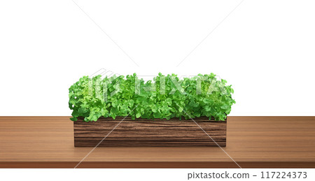 Natural lettuce in a wooden container. On a wooden table. Natural lettuce in a wooden container. On a wooden table. 117224373