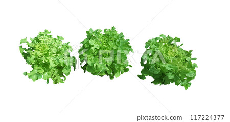 Lettuce, isolated on white background Lettuce, isolated on white background 117224377