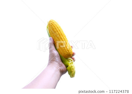 man's hand holding corn isolated on a white background 117224378