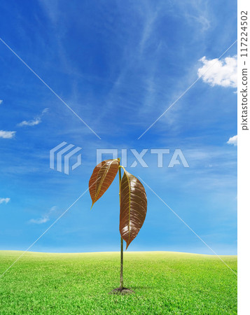 Mango seedlings and fresh leaves on the ground Area for entering text 117224502