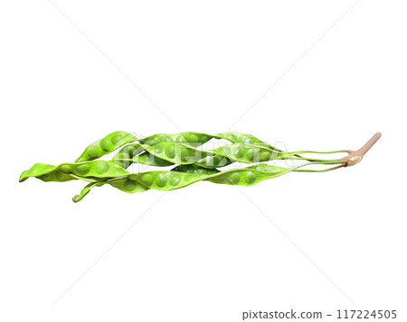 Petai or bitter bean or stink bean on white isolated background Petai or bitter bean or stink bean on white isolated background 117224505
