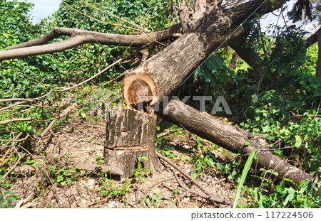 Broken tree picture. Tree torn from electric ivy cutting. 117224506