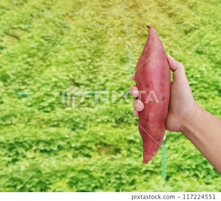 sweet potato in farmer's hands There is a glossy garden background. 117224551