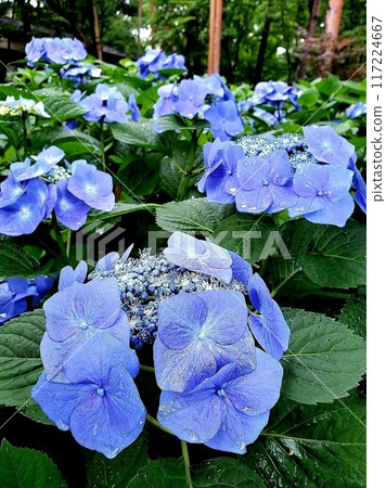 藍色繡球花 117224667