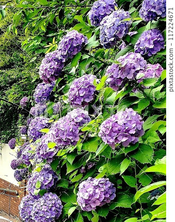Hydrangea blooming in the rainy season 117224671